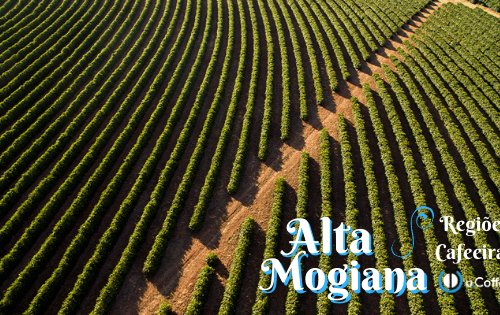 Jornada do café: conheça o café da Alta Mogiana!