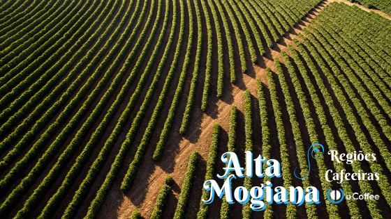 Jornada do café: conheça o café da Alta Mogiana!