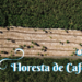 floresta de cafeína
