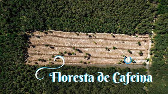 floresta de cafeína