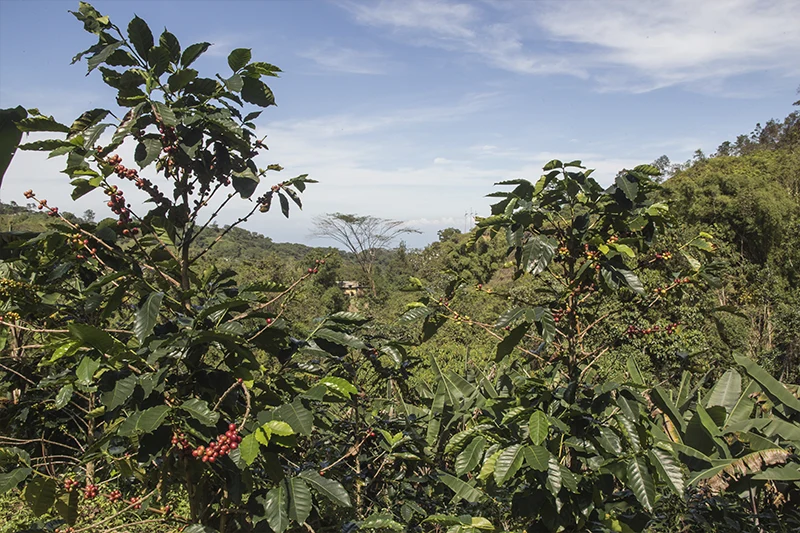 Arbusto de café Robusta