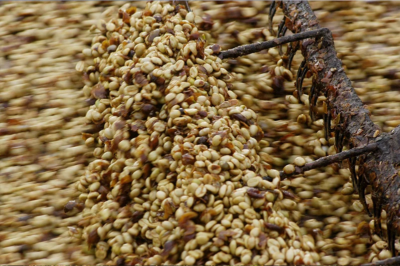 Café cru sendo processado