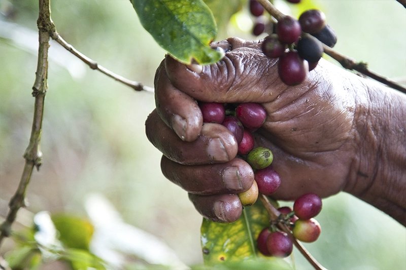 Colhendo fruto do café orgânico