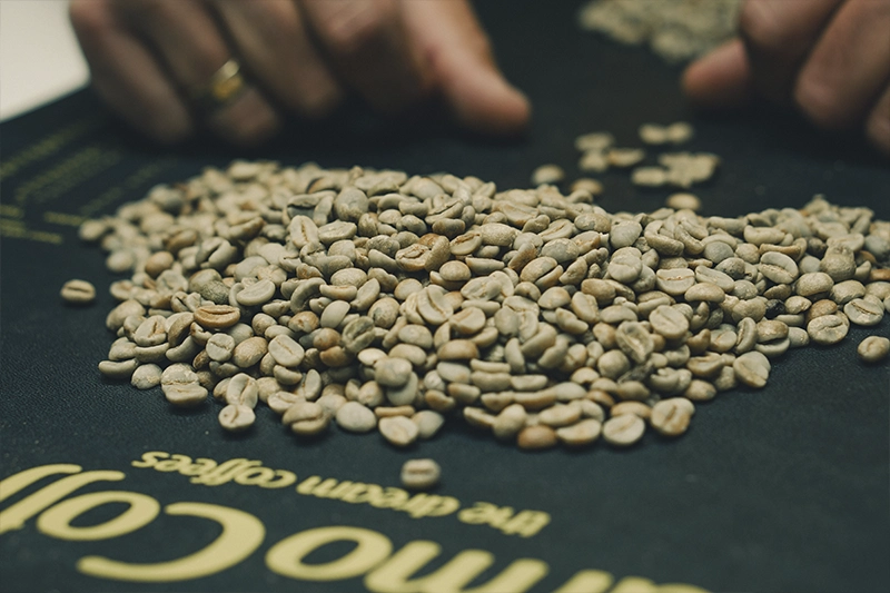 Exportadora avaliando café verde