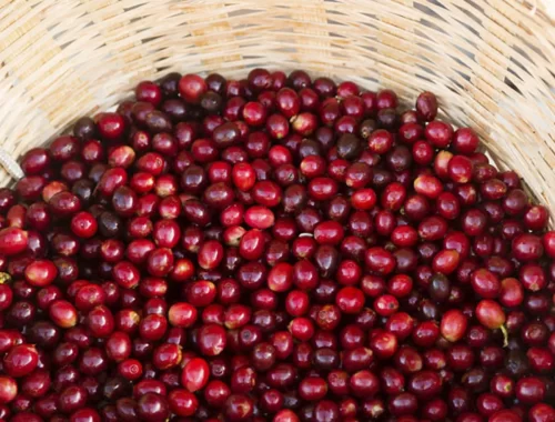 Grãos de café, fruto maduro dentro do cesto de colheita