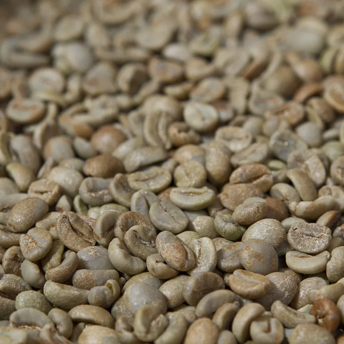 Grãos de café verde sendo preparado para classificação