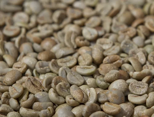 Grãos de café verde sendo preparado para classificação