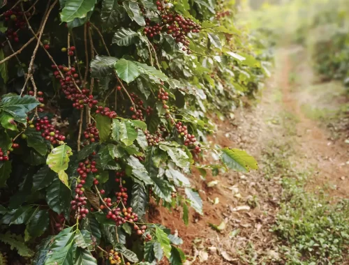 Rua de Café Especial